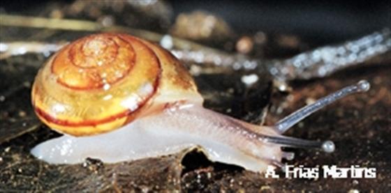 Leptaxis caldeirarum (Morelet & Drouët, 1857)
